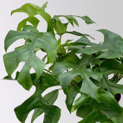 Monstera minima, inkl. Keramiktopf Dallas anthrazit, Topf 12 cm Ø Monstera minima, inkl. Keramiktopf Dallas anthrazit, Topf 12 cm Ø