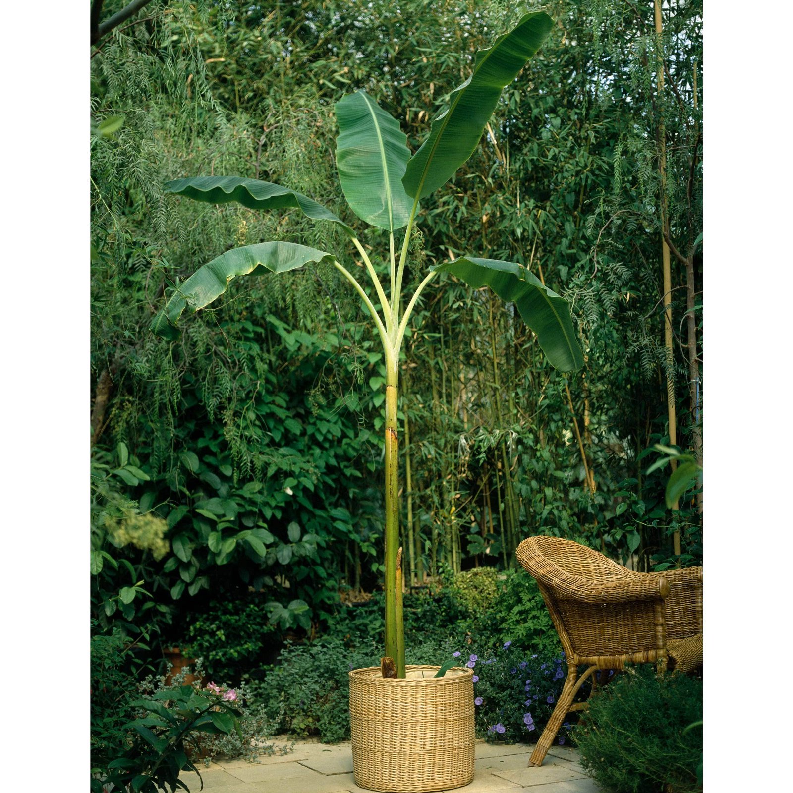 Bananenpflanze 'Dwarf Cavendish', Topf-Ø 17 cm, Höhe ca. 40-55 cm
