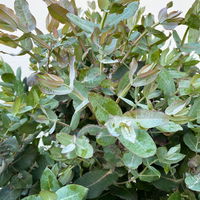 Eucalyptus globulus, Busch, Topf-Ø 40 cm
