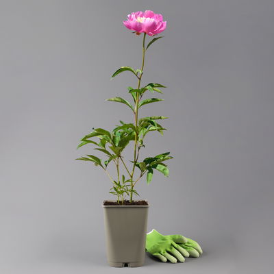 Kölles Beste Edel-Pfingstrose 'Bowl of Beauty' rosa-weiß, 3 Liter Topf Kölles Beste Edel-Pfingstrose 'Bowl of Beauty' rosa-weiß, 3 Liter Topf