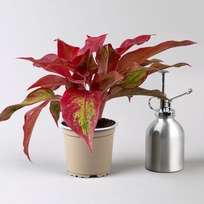 Aglaonema 'Crete Flame', rot-grün, Topf-Ø 12 cm, Höhe ca. 35 cm, 2 Pflanzen