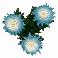 Chrysantheme 'Zembla Make-Upz® Uno Mix, Farben zufällig, Topf-Ø 13 cm, 3er-Set