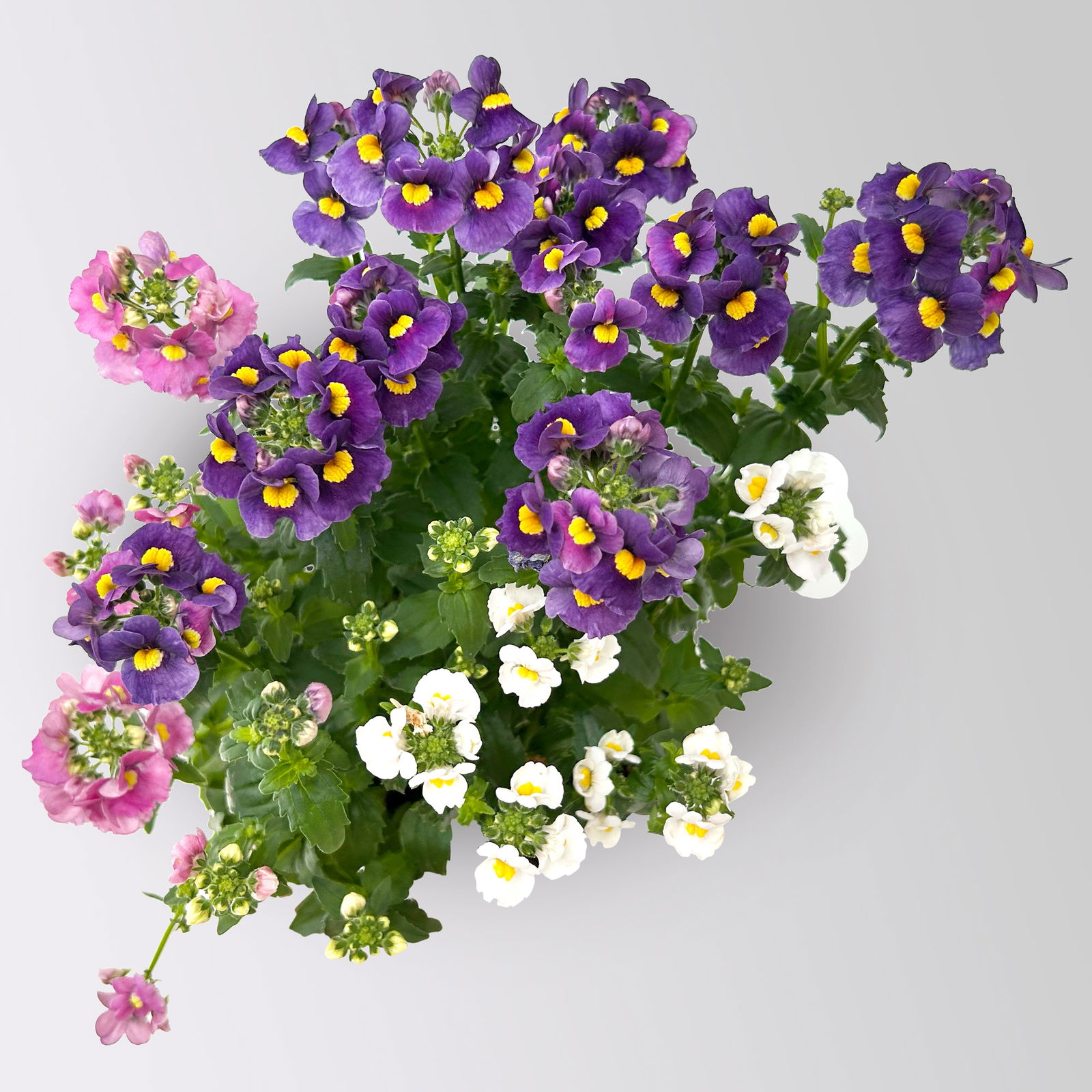 Nemesie 'Trio', blau-weiß-lila, Topf-Ø 12/13 cm, 3 Pflanzen Nemesie 'Trio', blau-weiß-lila, Topf-Ø 12/13 cm, 3 Pflanzen