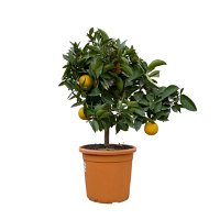Orangenbaum, Kurz-Stamm, Topf-Ø ca. 26 cm
