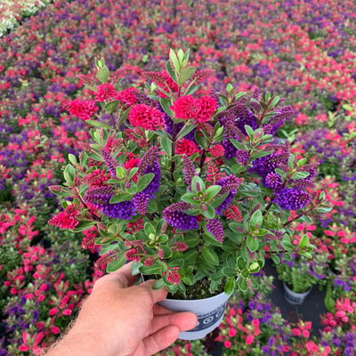 Hebe All Blooms® 'Twin' blau und rot, Topf-Ø 12 cm, 3 Pfllanzen Hebe All Blooms® 'Twin' blau und rot, Topf-Ø 12 cm, 3 Pfllanzen