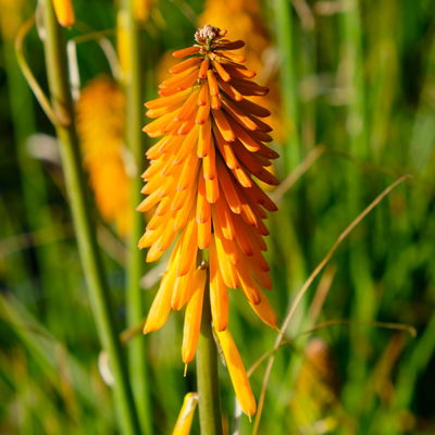 Fackellilie, Farbe zufällig, Topf-Ø ca. 19 cm