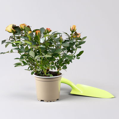 Rose 'Firebird Kordana® Grande', gelb-orange, Topf-Ø 10,5 cm, 3 Pflanzen