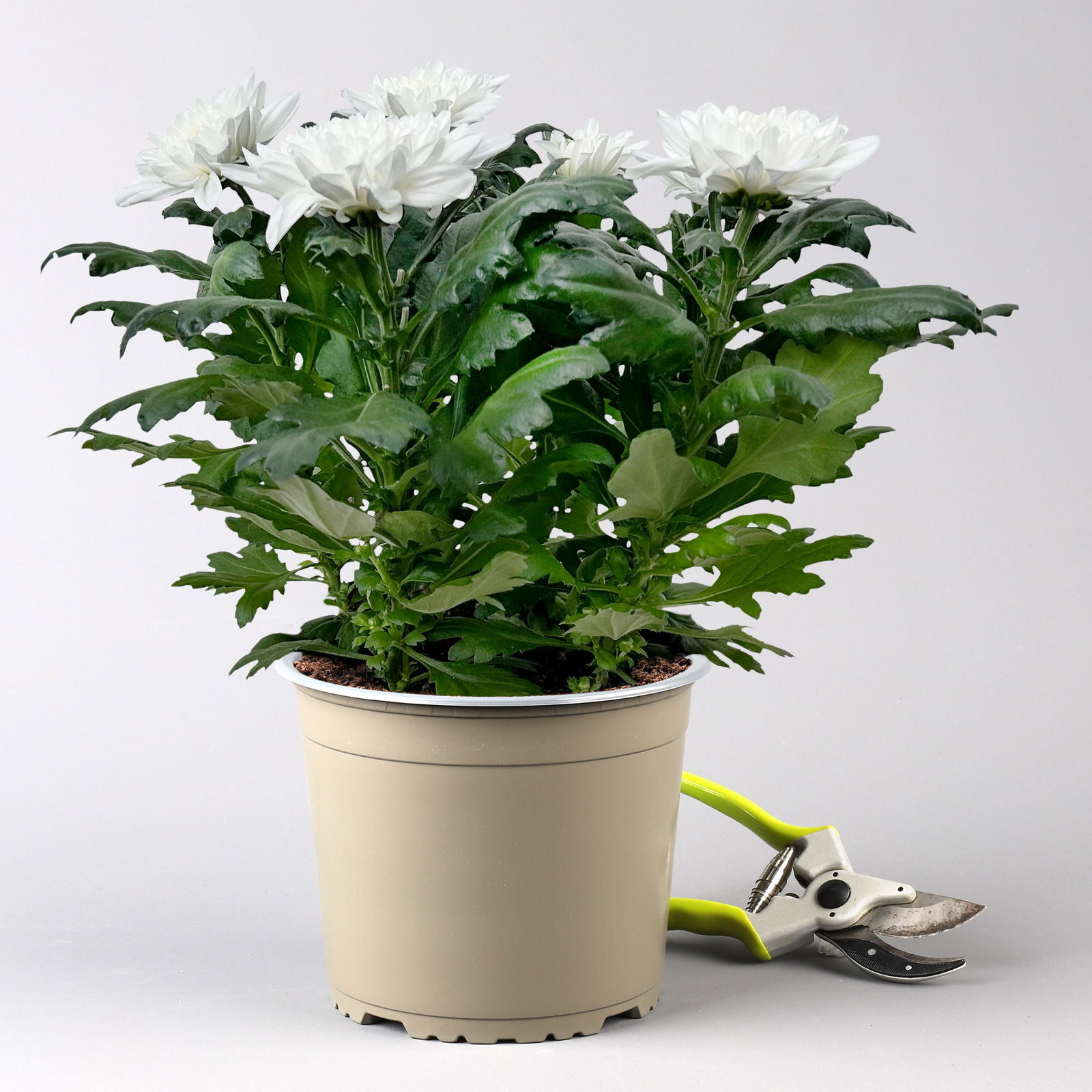 Chrysantheme 'Chrysanne® Zembla' weiß, großblumig, Topf-Ø 19cm, 2er-Set