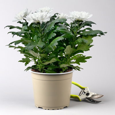 Chrysantheme 'Chrysanne® Zembla', weiß, großblumig, Topf-Ø 17 cm, 2 Pflanzen