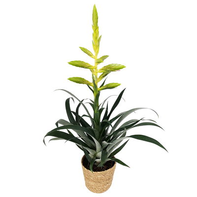 Tillandsia oerstediana, Topf-Ø 12 cm, mit Korb Maki, Höhe ca. 50 cm Tillandsia oerstediana, Topf-Ø 12 cm, mit Korb Maki, Höhe ca. 50 cm