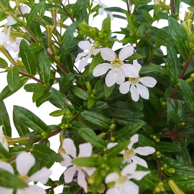 Japanische Scheinmyrte, weiß, Topf-Ø 11 cm, 6 Pflanzen