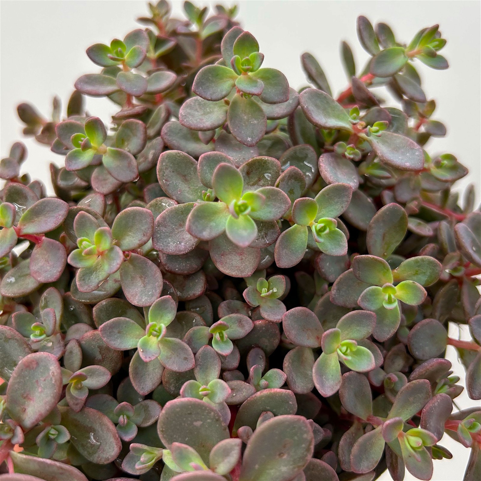 Garten-Fettblatt, purpur, Topf-Ø 12 cm, 6er-Set