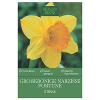 XXL Großkronige Narzisse Fortune gelb-orange, 5 Blumenzwiebeln