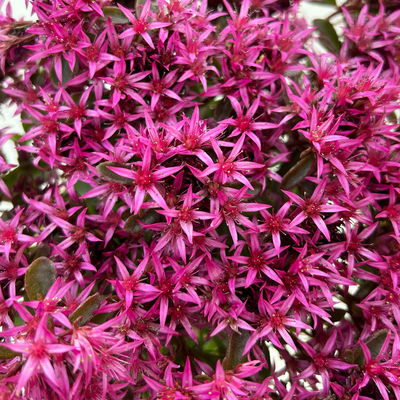 Sedum spurium 'Spot on® Deep Rose', dunkelrosa, Topf 9x9 cm, 3 Pflanzen Sedum spurium 'Spot on® Deep Rose', dunkelrosa, Topf 9x9 cm, 3 Pflanzen