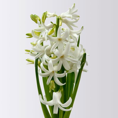 Hyazinthe weiß, vorgetrieben, Topf-Ø 9 cm, 9 Pflanzen