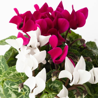 Alpenveilchen 'Exclusive® Duo' lila&weiß, Topf-Ø 10,5 cm, 4 Pflanzen