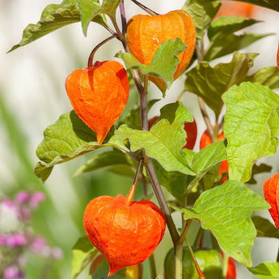 Bio Lampionblume, orange, Topf 11x11 cm, 3 Pflanzen Bio Lampionblume, orange, Topf 11x11 cm, 3 Pflanzen