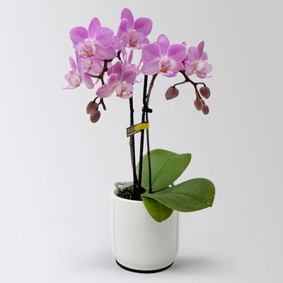 Mini-Phalaenopsis mit Keramiktopf, rosa/lila, Topf-Ø 7 cm, 2 Pflanzen Mini-Phalaenopsis mit Keramiktopf, rosa/lila, Topf-Ø 7 cm, 2 Pflanzen