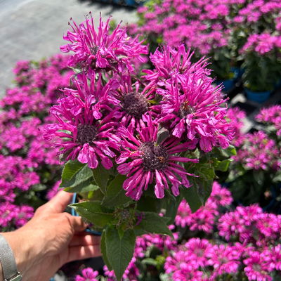 Bio Indianernessel violett, Topf 11x11 cm, 3 Pflanzen