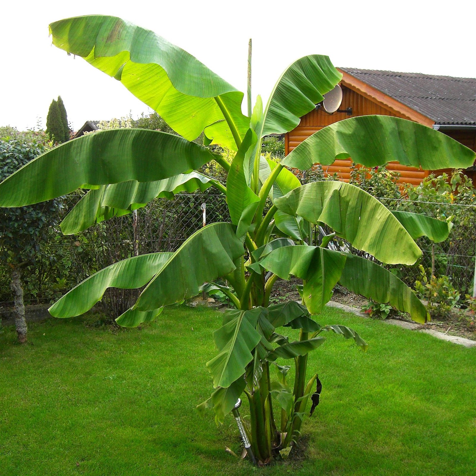 Bio Bananenpflanze, Topf-Ø 12 cm, 2er-Set