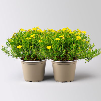 kleinblütige Zistrose 'April Sun®', gelb, Höhe 15 cm, Topf-Ø 15 cm, 2 Pflanzen