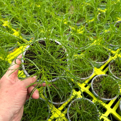 Olivenkraut, Kölle Bio, 12cm Topf, frisch aus unserer Bio-Gärtnerei Olivenkraut, Kölle Bio, 12cm Topf, frisch aus unserer Bio-Gärtnerei