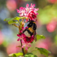 Dufthecke-Blütensträucher XL, 20er-Set, Höhe 80-100 cm, Topf 12+20 Liter