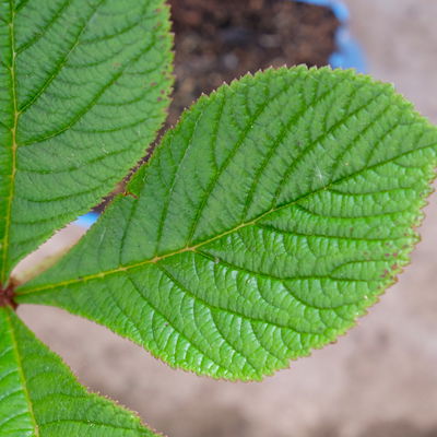 Schaublatt 'Rotlaub' cremeweiß, Topf 11x11 cm, 3 Pflanzen