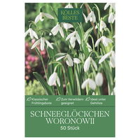 Schneeglöckchen, Galanthus Woronowii, 50 Blumenzwiebeln