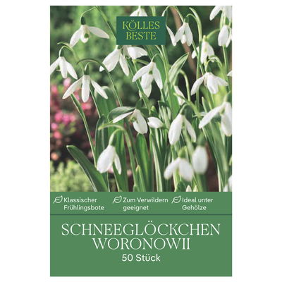 Schneeglöckchen, Galanthus Woronowii, 50 Blumenzwiebeln Schneeglöckchen, Galanthus Woronowii, 50 Blumenzwiebeln
