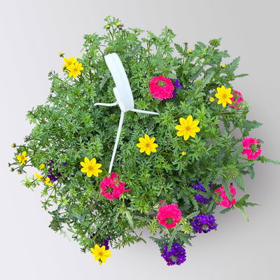 Blumenampel TrioMio™ 'Tweety Funk', blau-pink-gelb, Ampeltopf-Ø ca. 27 cm