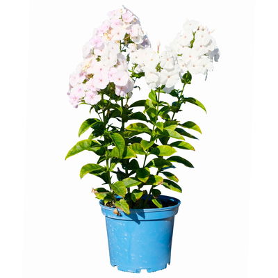 Kölles Beste Flammenblume 'Adessa® White', 3 Liter Topf Kölles Beste Flammenblume 'Adessa® White', 3 Liter Topf