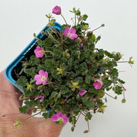 Bio Reiherschnabel 'Bishops Form' rosa, Topf 9x9 cm, 3 Pflanzen Bio Reiherschnabel 'Bishops Form' rosa, Topf 9x9 cm, 3 Pflanzen