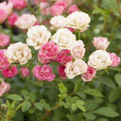Rose 'Lilly Rose Wonder' rosa, Topf-Ø 14 cm, 2 Pflanzen Rose 'Lilly Rose Wonder' rosa, Topf-Ø 14 cm, 2 Pflanzen