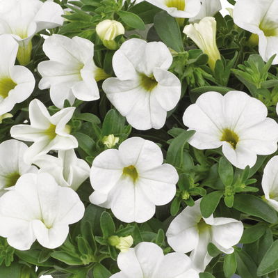 Zauberglöckchen 'Duo', rot-weiß, Topf-Ø 14 cm, 4 Pflanzen