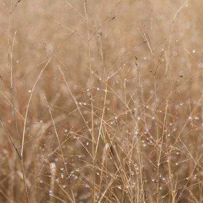 Bio Rutenhirse 'Heavy Metal', Topf 5 Liter