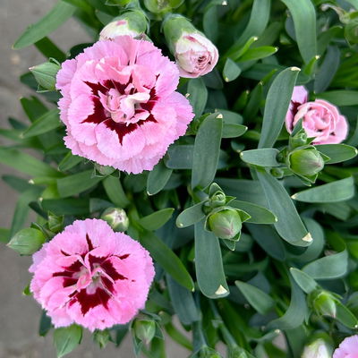 Nelke 'Oscar®', Farbe zufällig, Topf-Ø 14 cm, 4 Pflanzen