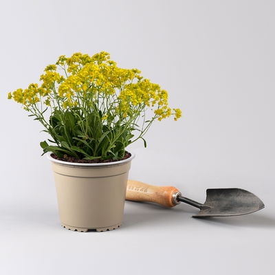 Pflanzenkreation Frühlingsmagie, 5 Pflanzen inkl. Erde und Dünger Pflanzenkreation Frühlingsmagie, 5 Pflanzen inkl. Erde und Dünger