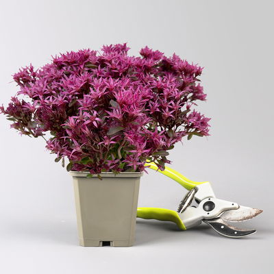 Sedum spurium 'Spot on® Deep Rose', dunkelrosa, Topf 9x9 cm, 3 Pflanzen Sedum spurium 'Spot on® Deep Rose', dunkelrosa, Topf 9x9 cm, 3 Pflanzen