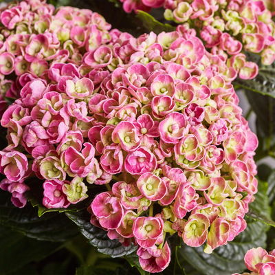 Hortensie 'Curly Wurly®' rosa, Topf-Ø 10 cm, 2er-Set