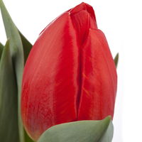 Tulpe rot, Sorte zufällig, vorgetrieben, Topf-Ø 10 cm , 6 Pflanzen