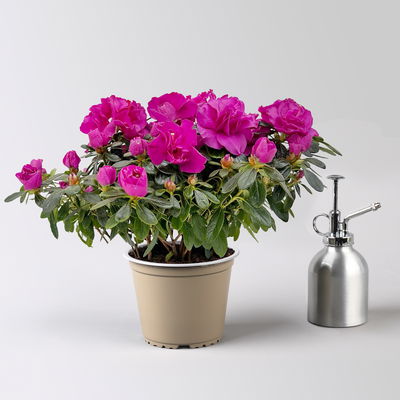 Azalee Hortinno® 'Lady Violet®', lila, Topf-Ø 13 cm, Höhe ca. 25 cm, 3 Pflanzen Azalee Hortinno® 'Lady Violet®', lila, Topf-Ø 13 cm, Höhe ca. 25 cm, 3 Pflanzen