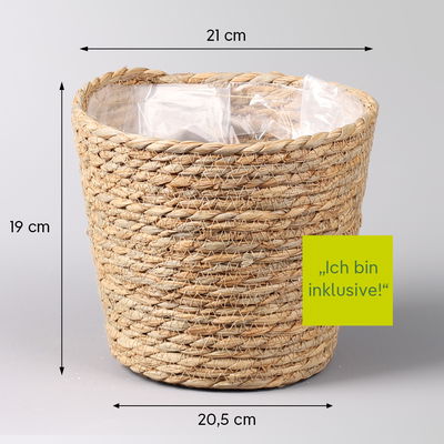 Korbmarante, Goeppertia warscewiczii mit Dekokorb Osaka, Topf-Ø 19 cm Korbmarante, Goeppertia warscewiczii mit Dekokorb Osaka, Topf-Ø 19 cm