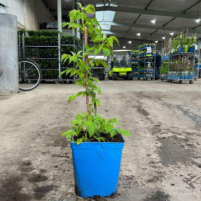 Gelbe Zwerghimbeere Lowberry® 'Goodasgold' , 5 l Topf