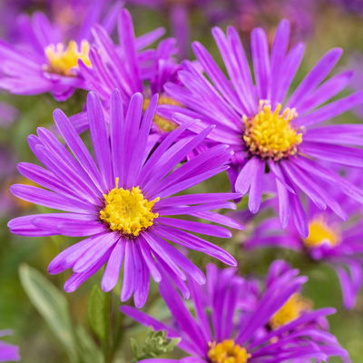 Bio Bergaster 'Veilchenkönigin' dunkelviolett, Topf 11x11 cm, 3 Pflanzen