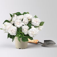 Fleißiges Lieschen, weiß, gefüllt blühend, Topf -Ø 12 cm, 6 Pflanzen
