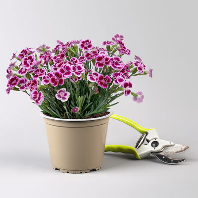 Prinzess-Nelke 'Pink Kisses®' pink-rosa, Topf-Ø 14 cm, 4 Pflanzen