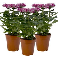 Chrysantheme 'Chrysanne® Zembla Next Purple' lila, Topf-Ø 13cm, 3er-Set