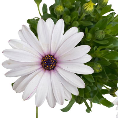 Kapkörbchen weiß, Topf-Ø 12 cm, 6er-Set