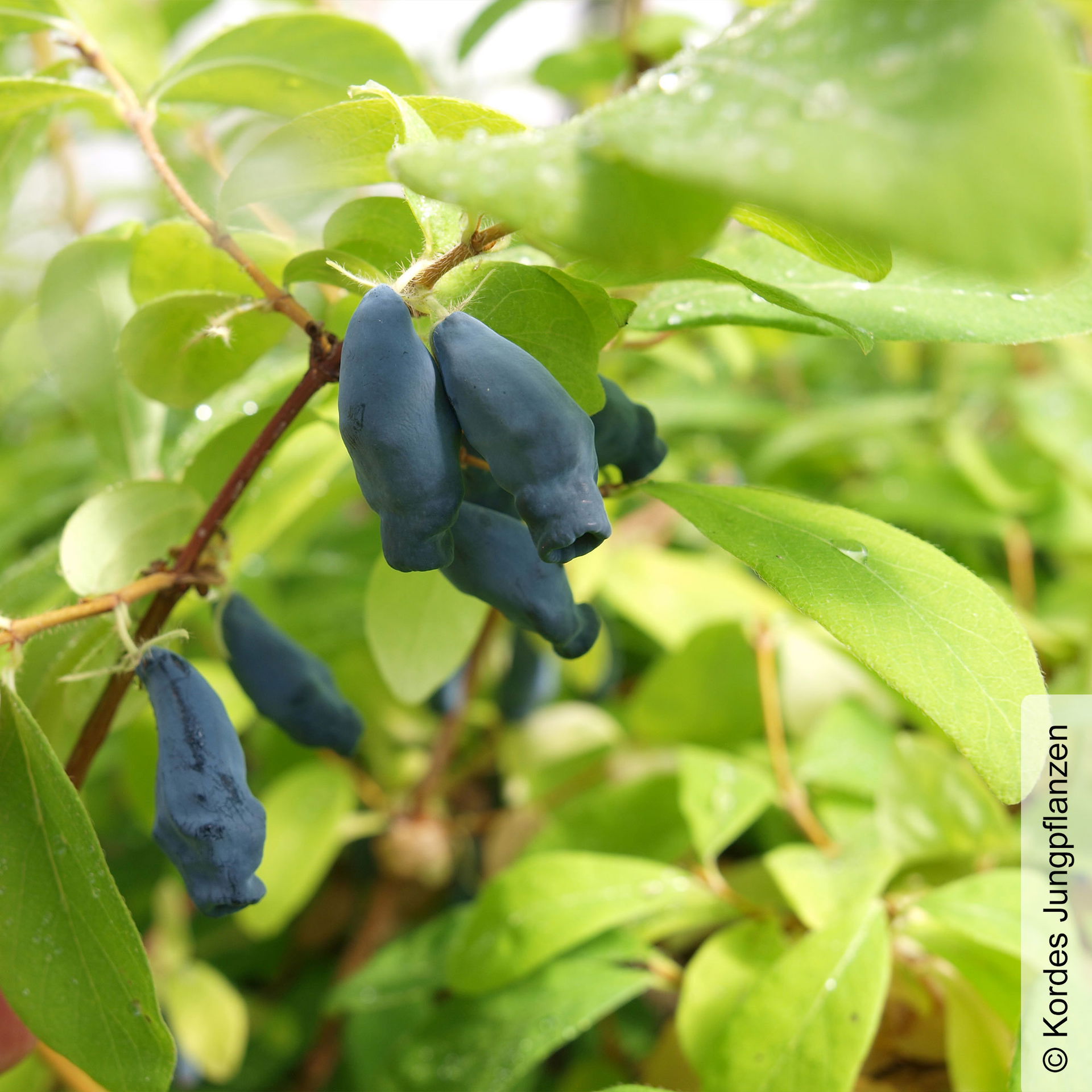 Sibirische Blaubeere 'Eisbär®' kaufen│PflanzenKölle